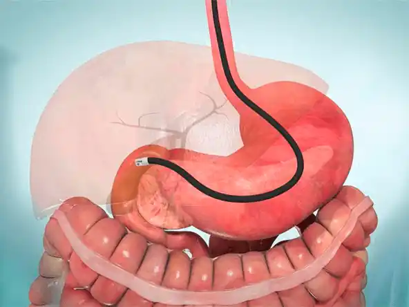 Ilustración sistema digestivo